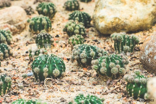 Picture of cactus decorate on sand with rock in cactus garden desert plant